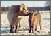 Auch im Winter fühlen sich die Galloways wohl