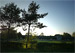 Abendsonne über den Paddocks