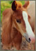 Quarter Horse Stutfohlen "Marie Antoinette"